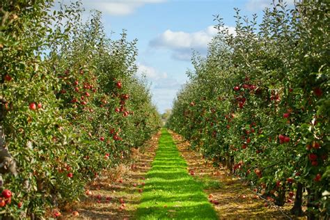 Your Official Hudson Valley Apple Picking Farm Guide