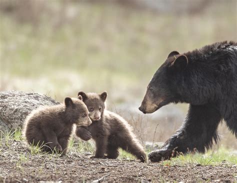 How to find and photograph bears in Yellowstone : r/yellowstone