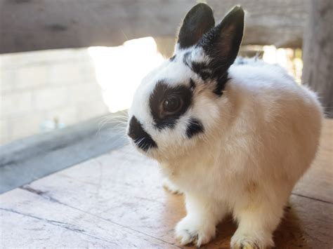 Life Expectancy of the Docile Dwarf Rabbit