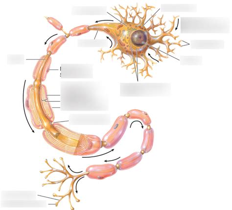 Neuron Diagram Diagram | Quizlet