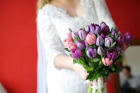 Free picture: bride, wedding bouquet, holding, tulips, bouquet, purple ...