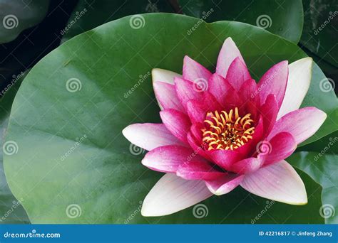 Candock stock image. Image of petal, candock, pistil - 42216817