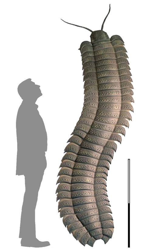 -(color online) Impressive comparative size of Arthropleura armata, the ...