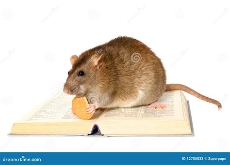 Rat and the book stock image. Image of cute, pets, funny - 12705833