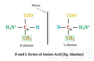 Amino Acids MCQ with Answer Key | EasyBiologyClass