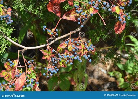 Virginia Creeper Berries stock photo. Image of parthenocissus - 158980670