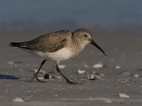 Dunlin 1 | Dunlin on beach in non-breeding plumage | Robert Bannister | Flickr