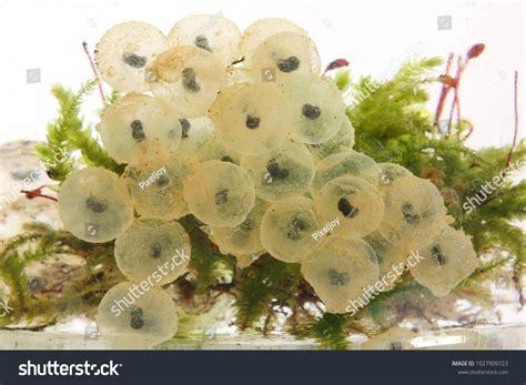 Frog Eggs Hatching Process 1 5 Stock Photo 1027909723 | Shutterstock