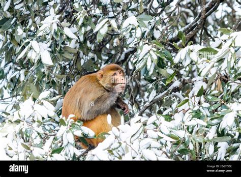 Latest views of Snowfall in Shimla Stock Photo - Alamy