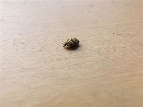 What Are The Tiny Black Bugs In My House Uk | Psoriasisguru.com