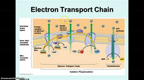 Cellular Respiration - Krebs Cycle & Electron Transport - YouTube