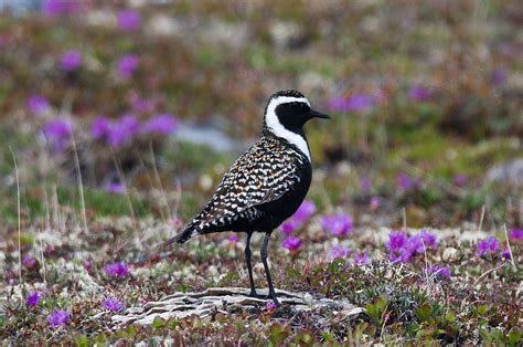 American Golden-Plover "Pluvialis dominica" | Boreal Songbird Initiative