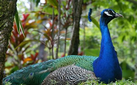 Indian National Bird Peacock Free Wallpapers - Everything 4u