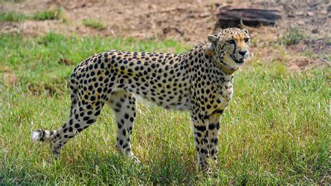 Cheetahs now have a grand home in Kuno National Park, but not all are happy - Hindustan Times