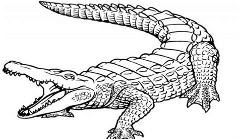 Get This Alligator Coloring Pages Printable for Kids r1n7l