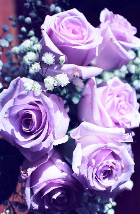 Purple Aesthetic Flowers : Pin by Claire H on Nature | Purple flowers wallpaper, Purple flowers ...