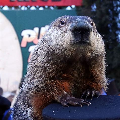 How Accurate Are Punxsutawney Phil's Predictions? | Reader's Digest