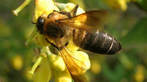 Why Some Himalayan Bees Produce Hallucinogenic "Mad" Honey | IFLScience