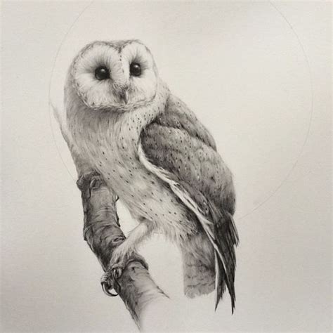 drawings and more owl drawings barn owls barns drawings owl artists ps ...