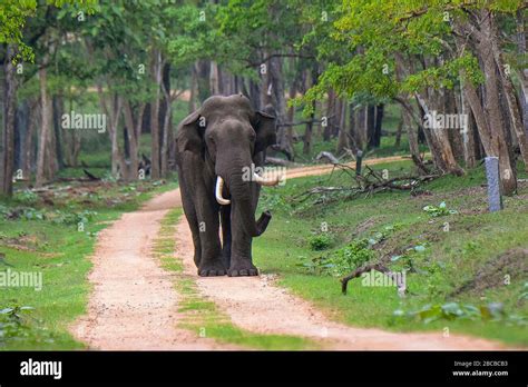 A Tusker on safari track at Nagarhole National Park, Kabini, Karnataka ...