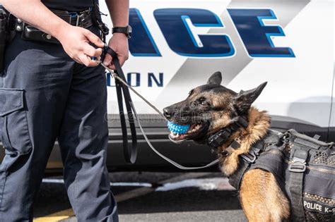 Belgian Malinois Police Dog with Ball Stock Image - Image of officer ...