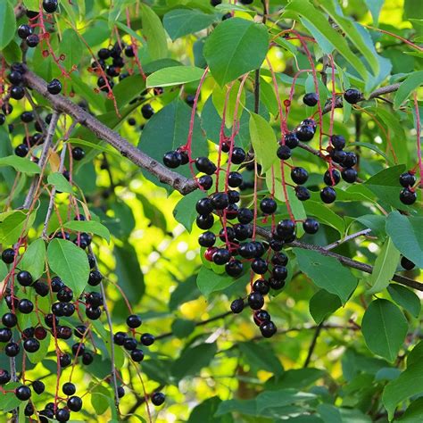 Pin on Native garden