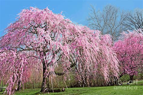 What to do about a weeping cherry tree that doesn't want to weep (growing, magnolias) - Garden ...