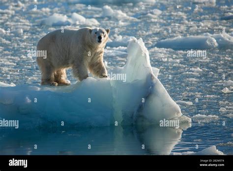 Grand ours polaire sur la glace flottante dans l'arctique. Svalbard ...