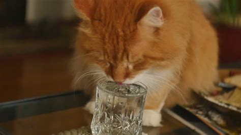 Cat Drinking Water in Slow Stock Footage Video (100% Royalty-free ...