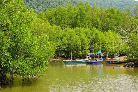 7 Manfaat Hutan Bakau untuk Lingkungan yang Wajib Kita Tahu! | Orami