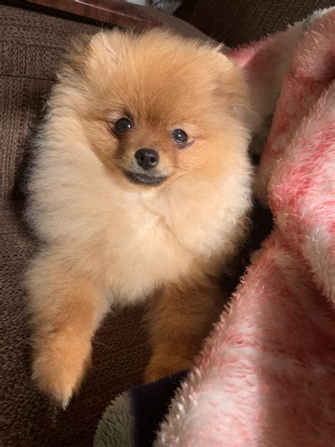 Pomeranian Puppies For Sale | Orlando, FL #304143