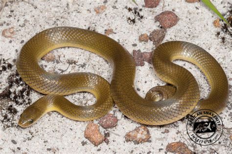 Yellow-bellied House Snake - African Snakebite Institute