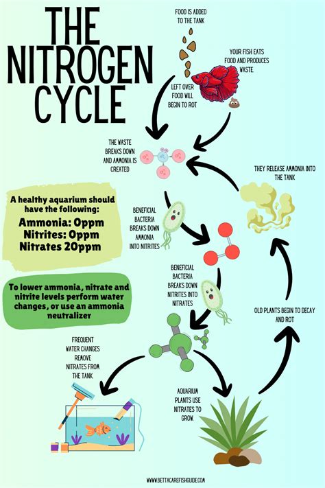 The Aquarium Nitrogen Cycle: How To Cycle Your Tank