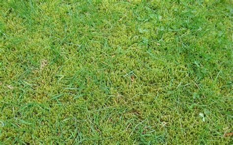 Weed of the Week – Moss