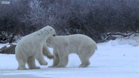 Polar Bear Fight | Nature's Great Events | BBC Earth - YouTube