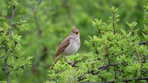 Singing Nightingale Bird Common Nightingale Simply Stock Footage Video (100% Royalty-free ...