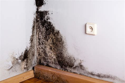 Do You Have Mold in Your House? | Advanced Environmental Testing and Abatement