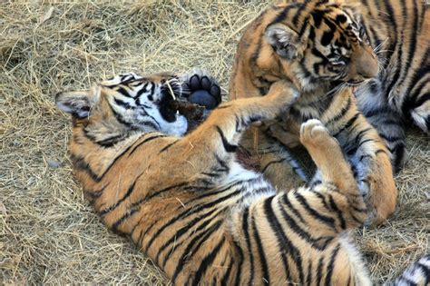 Sumatran Tiger Cubs image - Free stock photo - Public Domain photo - CC0 Images