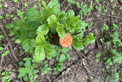 A new tool in our toolbox for buckthorn control: Critical period ...