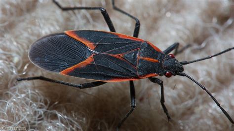 Box Elder Bug - North American Insects & Spiders