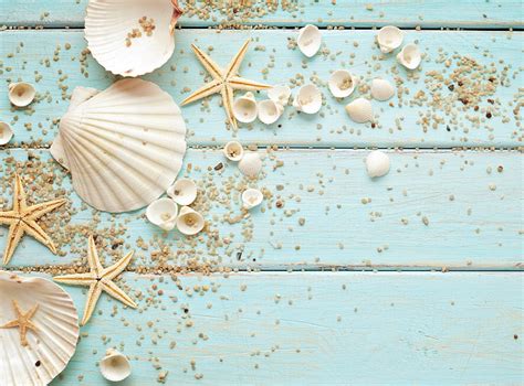 HD wallpaper: white clam shells, pebbles, starfish, beach, animal Shell, vacations | Wallpaper Flare