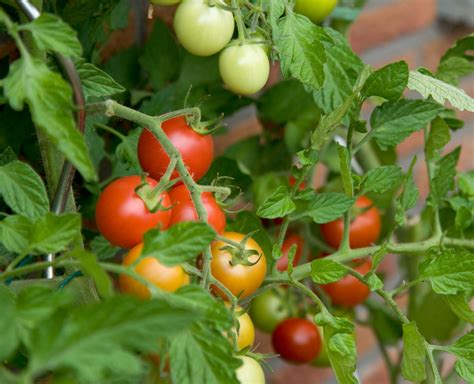 Growing Tomatoes in a Greenhouse