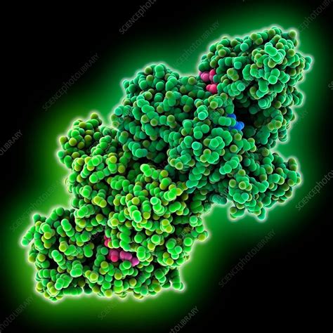 Alpha-glucosidase complex - Stock Image - C035/5455 - Science Photo Library