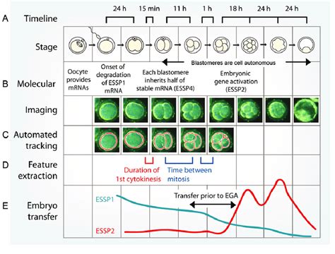 Mouse Embryo Development Timeline