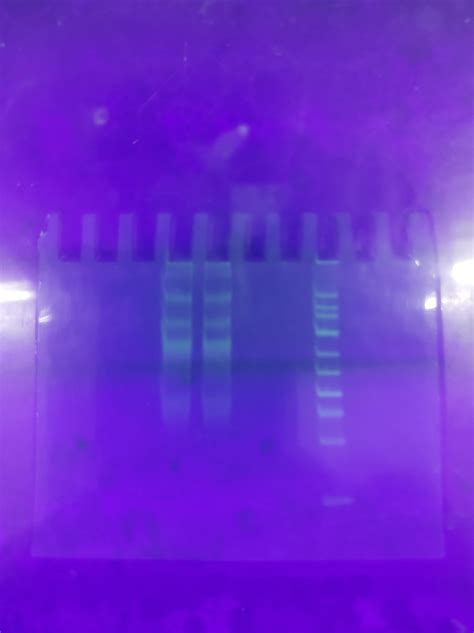 HELP! My target amplicon size is 80 BP which is the size of my template ...