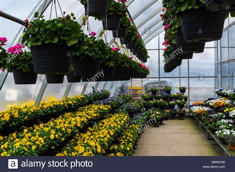 Hanging flower pots Stock Photo - Alamy