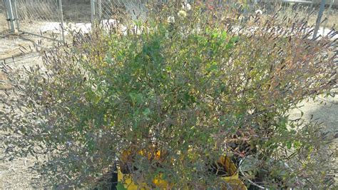 Back to the Basics!: Black Mint, Wild Marigold Plant
