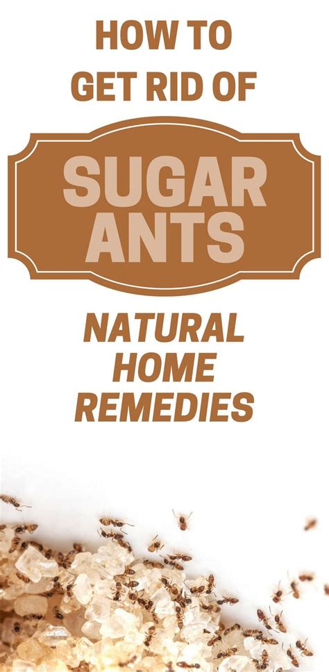 How To Get Rid Of Sugar Ants - Natural Home Remedies | Sugar ants ...