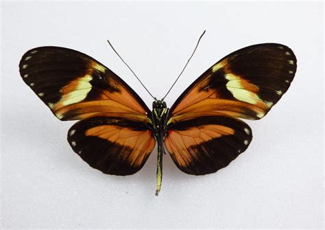 Heliconius melpomene Hybrid #3 female - AUREUS butterflies & insects