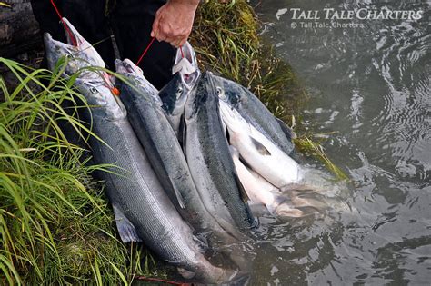 Alaska Sockeye Salmon Fishing